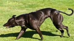 Velika wendy - najbolj mišični pes na svetu